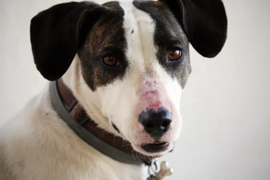 Parks Canada reminds Halifax-area trail users to keep dogs on leash