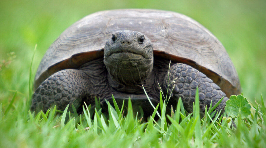 The Remarkable Story of Gus: Nova Scotia’s 104-Year-Old Tortoise
