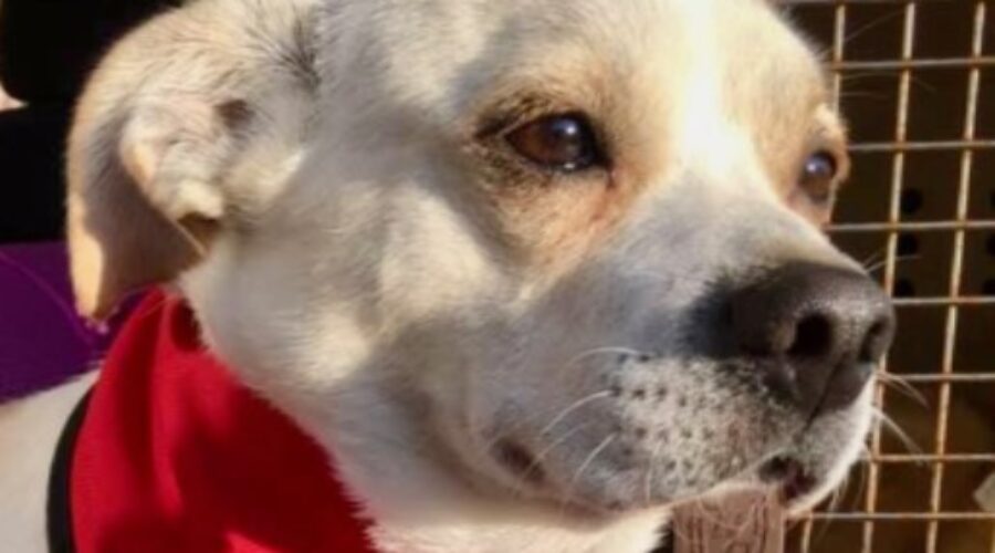 Disaster Preparedness for Pets