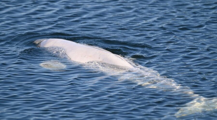 Update: Beluga whale safely returns to Atlantic after memorable stay in Bras d’Or Lake