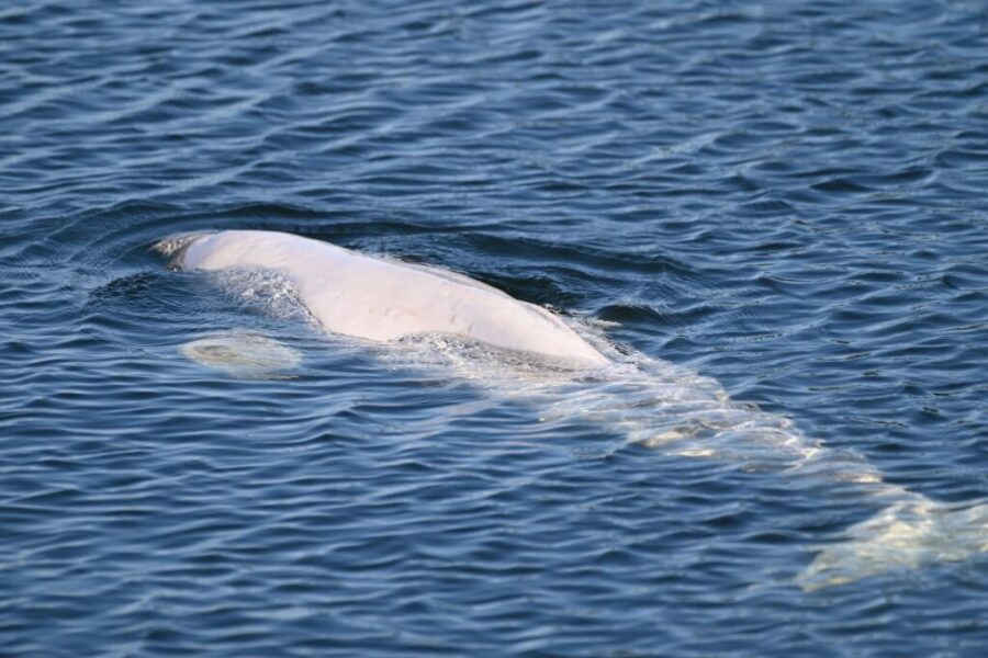 Update: Beluga whale safely returns to Atlantic after memorable stay in Bras d’Or Lake