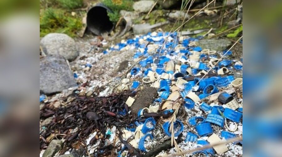 Increased fines after thousands more elastic lobster bands end up on shorelines